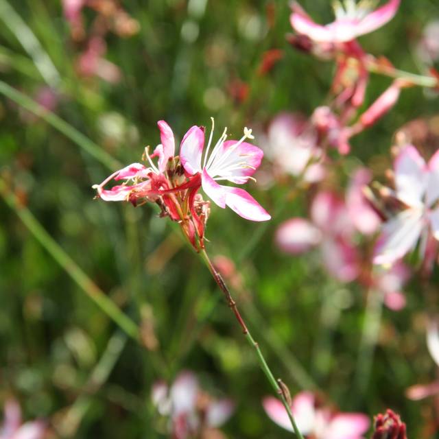 Gaura lindheimeri 'Freefolk Rosy' (Marie-Elise LIENNARD)